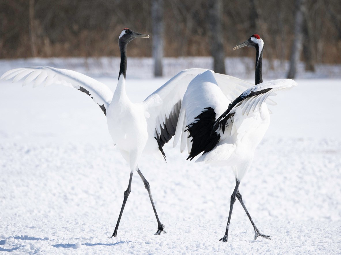 Japanese cranes 